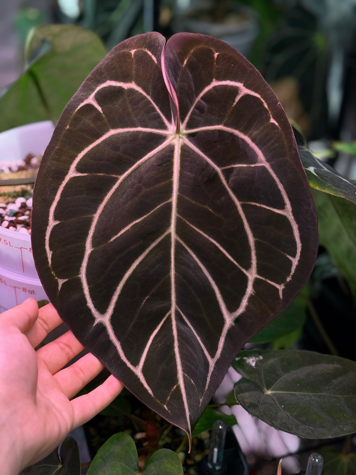 (#93) Anthurium (carla x (cerrocampanense x pap)) x carlablackiae