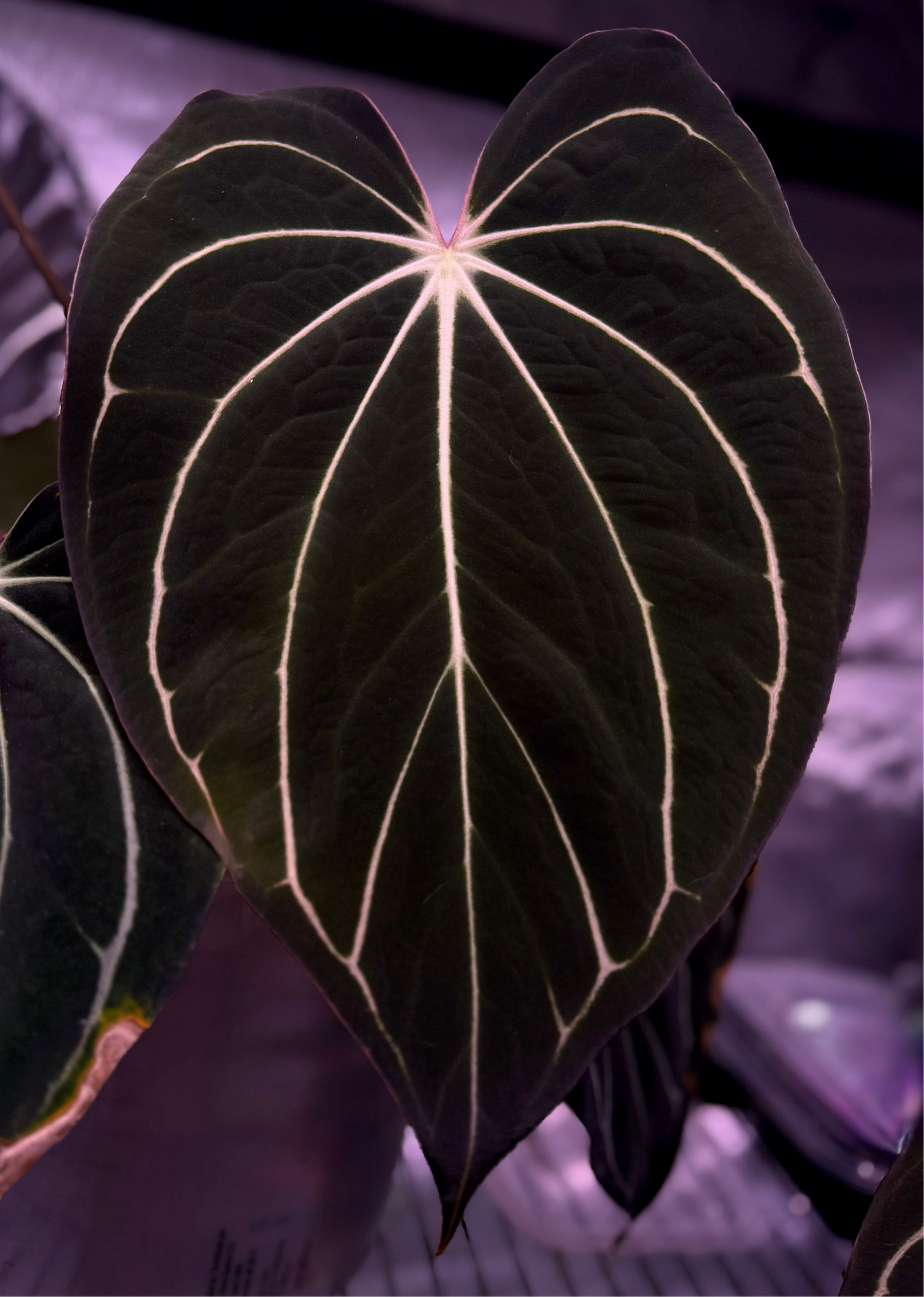 Anthurium carlablackiae – PhytoRot Plant Company