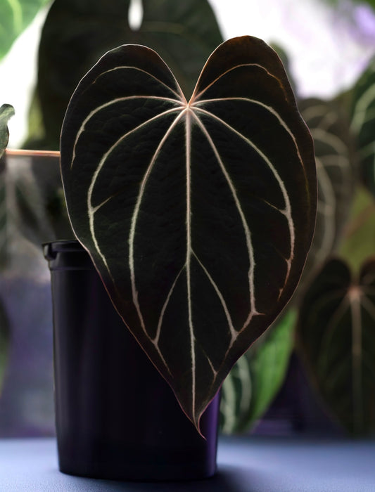 Growers choice: Anthurium carlablackiae (5x10) x carlablackiae “Sandía” seedling
