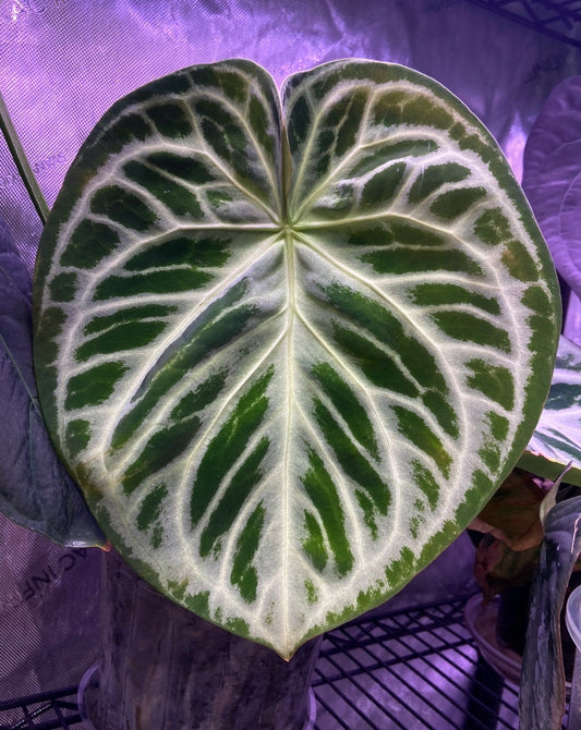 Growers choice: “Silver Blush” x “Red Crystallinum” seedling