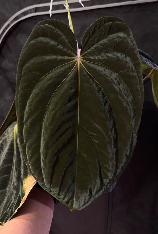 Growers Choice: Anthurium antolakii “T1” x antolakii “Tezula f4” seedling