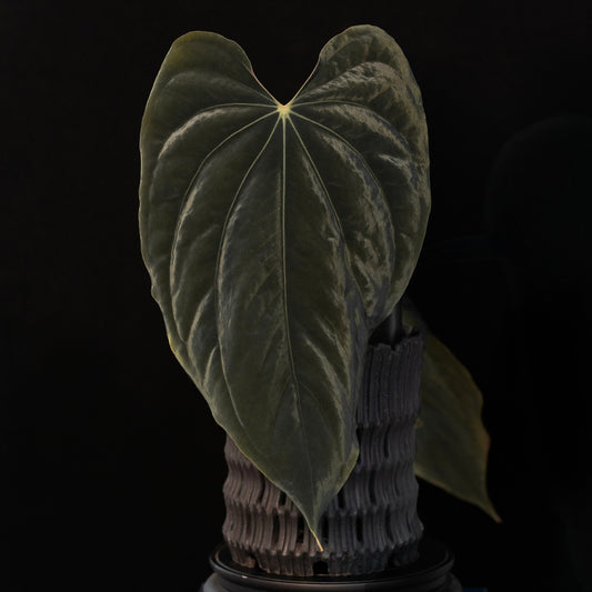 Growers Choice: Anthurium antolakii “T2” x antolakii “Tezula f4” seedling