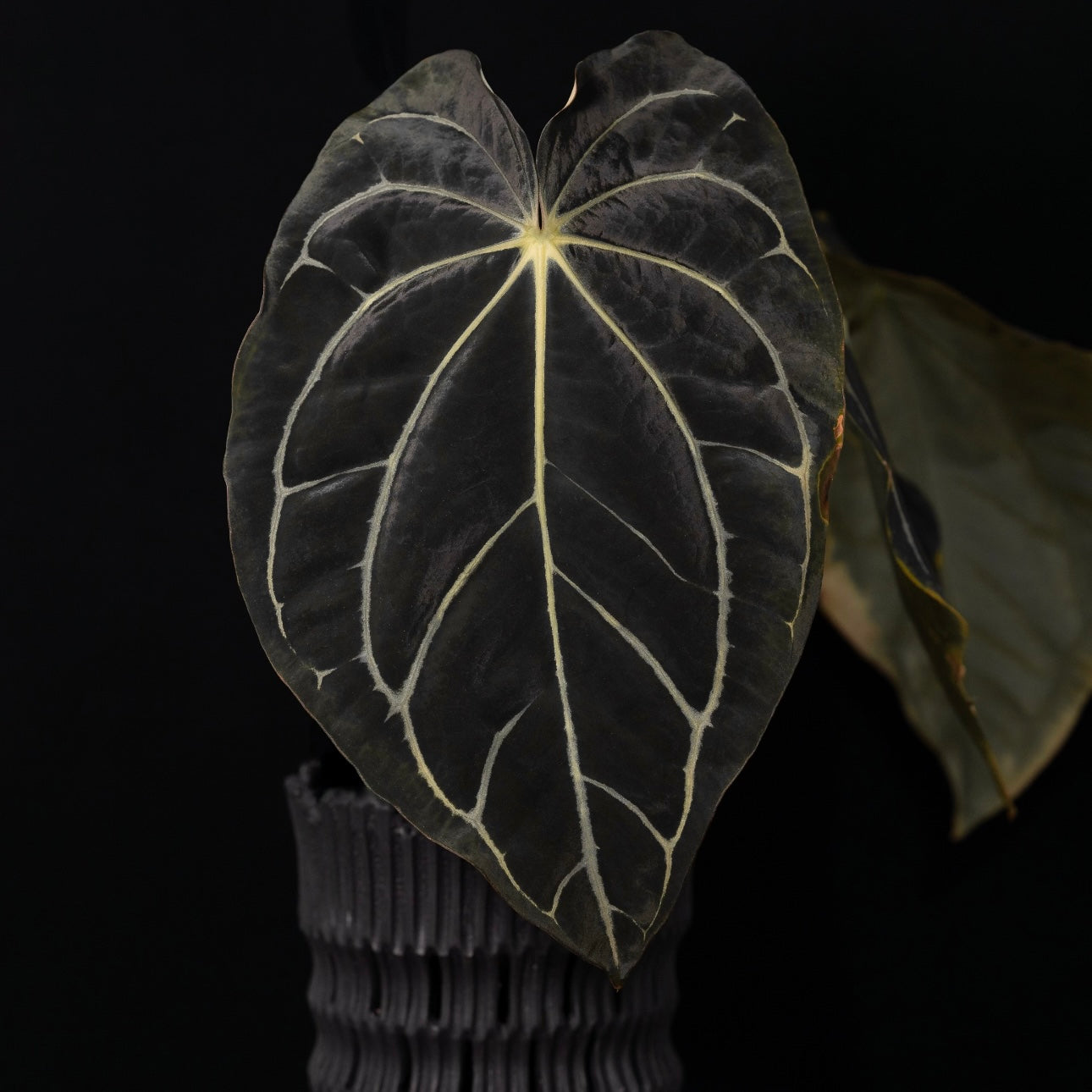 (#519) Anthurium carlablackiae (RA4xRA1) x “T1”