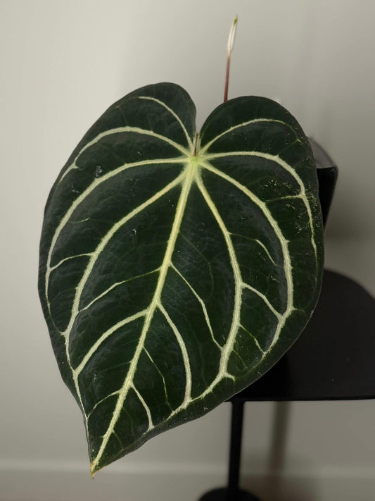 Growers choice: Anthurium carlablackiae “T1” x carlablackiae “PM1” seedling