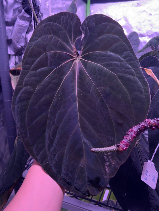 Growers choice: Anthurium "Black Raisin" x antolakii "Tezula f4" sprout
