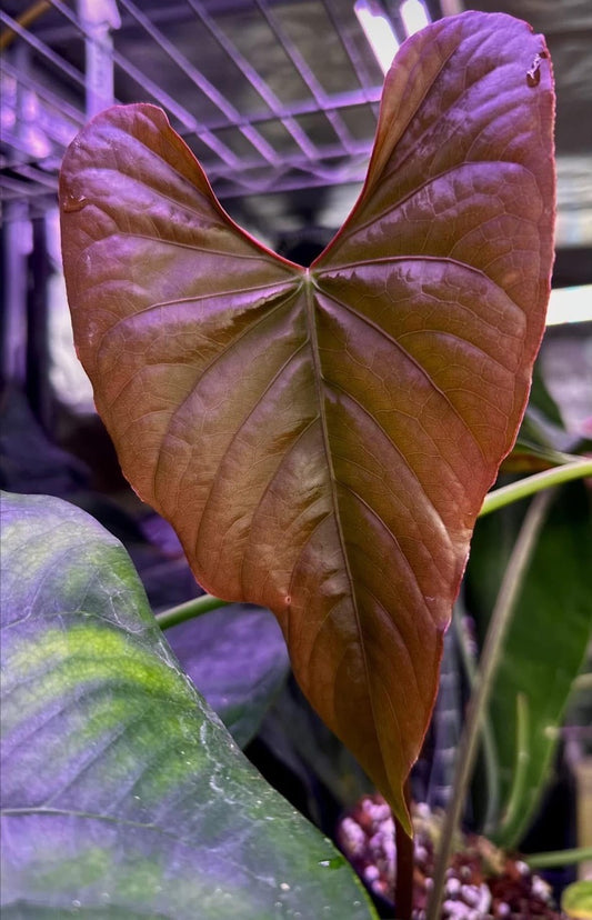 (#848) Anthurium "Huanuco Velvet" x gx. "Mr World Wide"