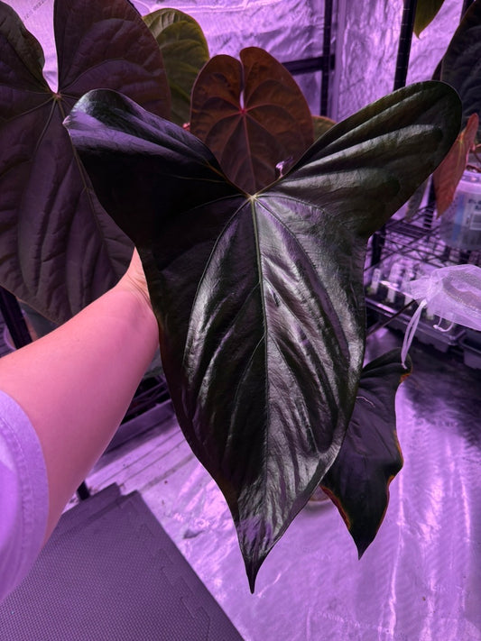 (#855) NEW Anthurium (sp. nov. DF x sp. Napo) x portillae "Dorito"