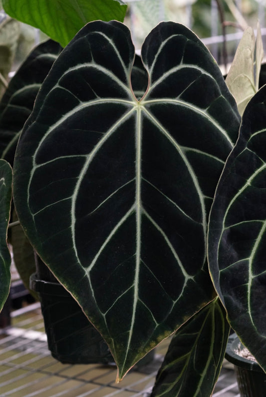 *NEW* Growers choice: (BVEP “Round” x carlablackiae “GPH001”) x besseae aff “T1” seedling