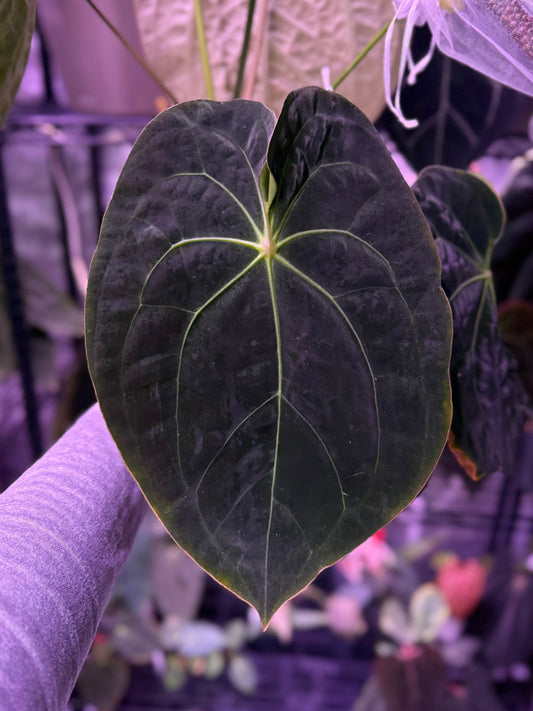 Growers Choice: Anthurium (forgetii x BVEP) x "Dark Web" seedling