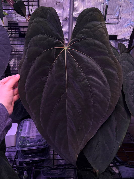 (#854) *select* Anthurium (papillilaminum x BVEP) x (Red Crystallinum x debilis)