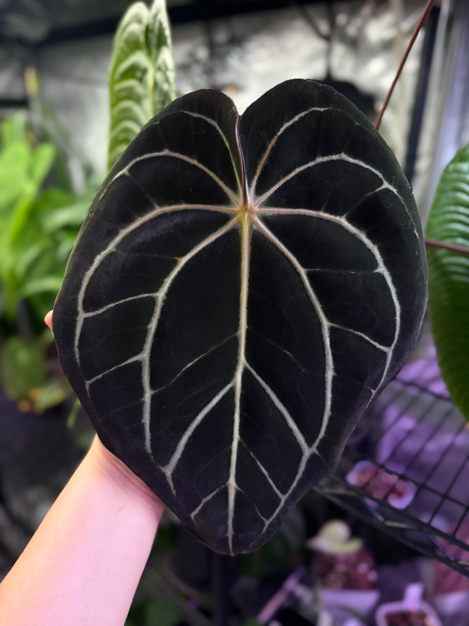 Anthurium carlablackiae – PhytoRot Plant Company