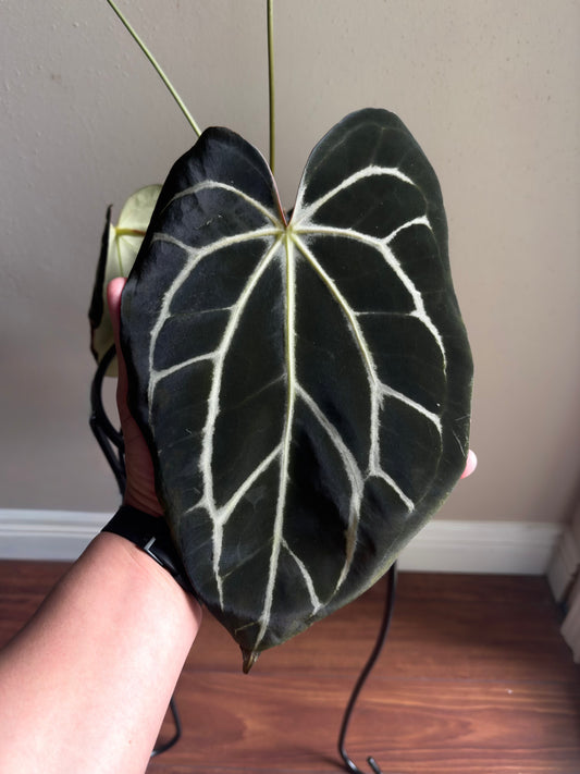 Growers choice: Anthurium carlablackiae (OG5 x RA4) x “T1” seedling