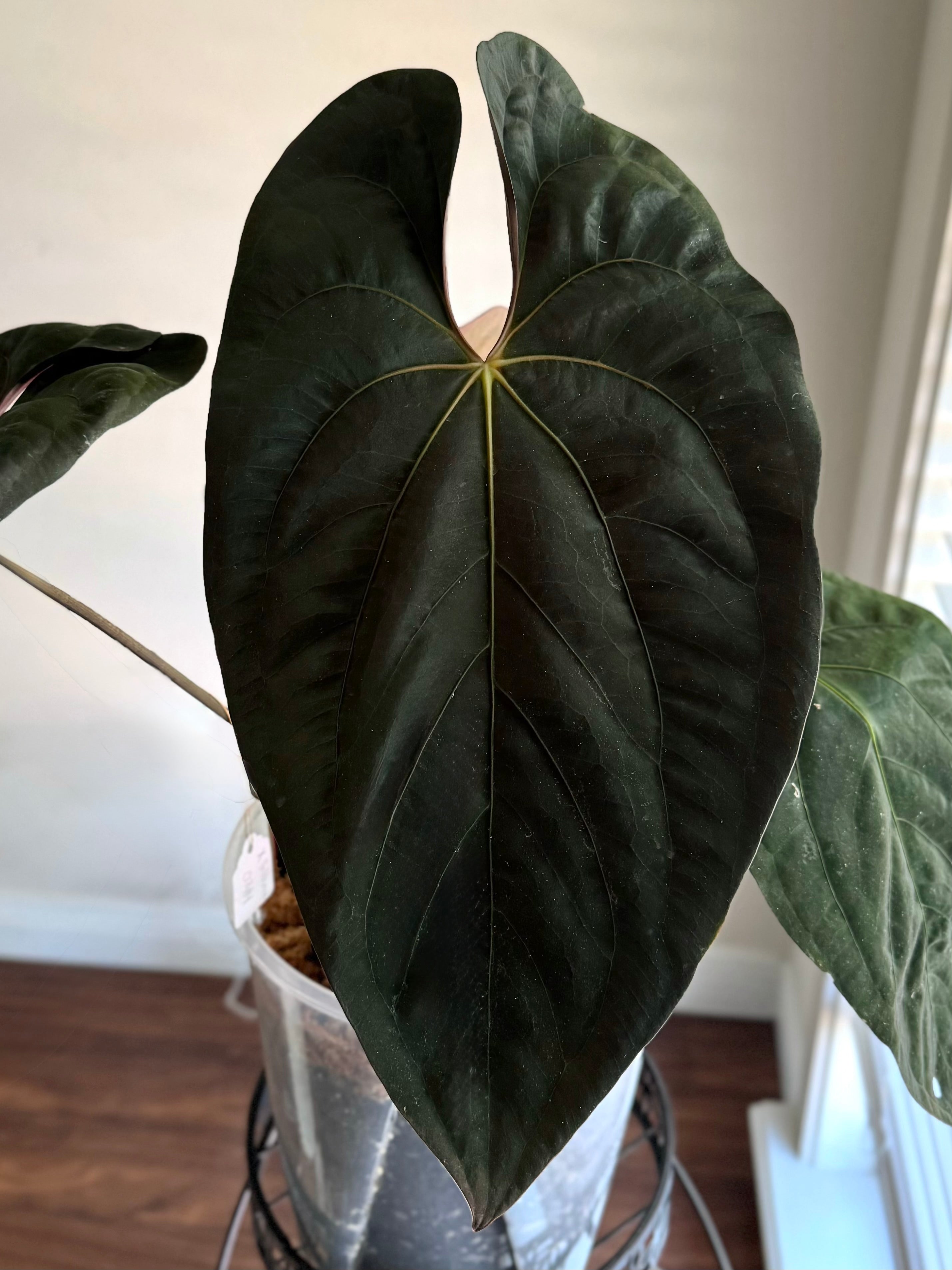 Anthurium papillilaminum – PhytoRot Plant Company