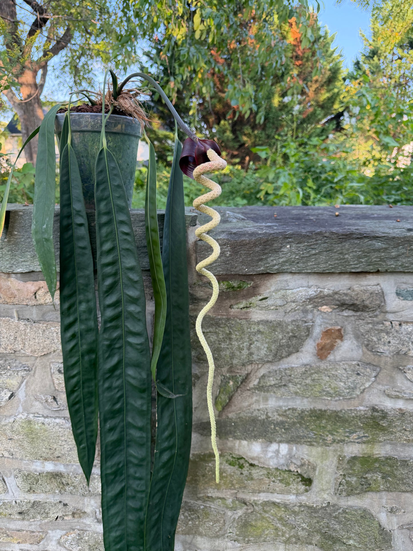 Growers choice: Anthurium wendlingeri f2