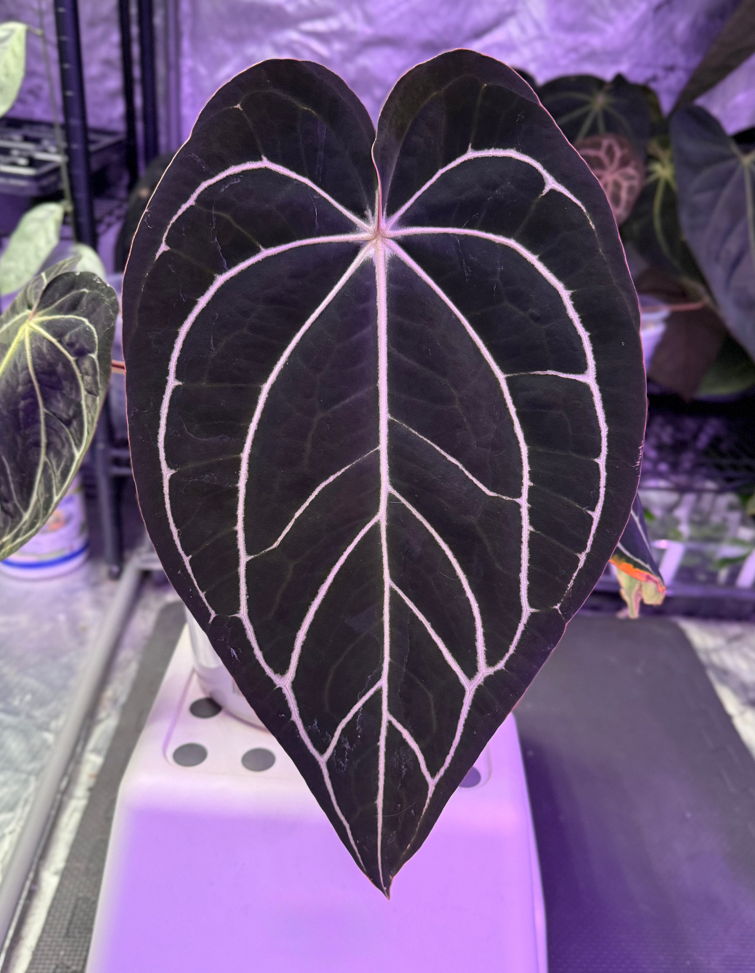 Anthurium carlablackiae – PhytoRot Plant Company