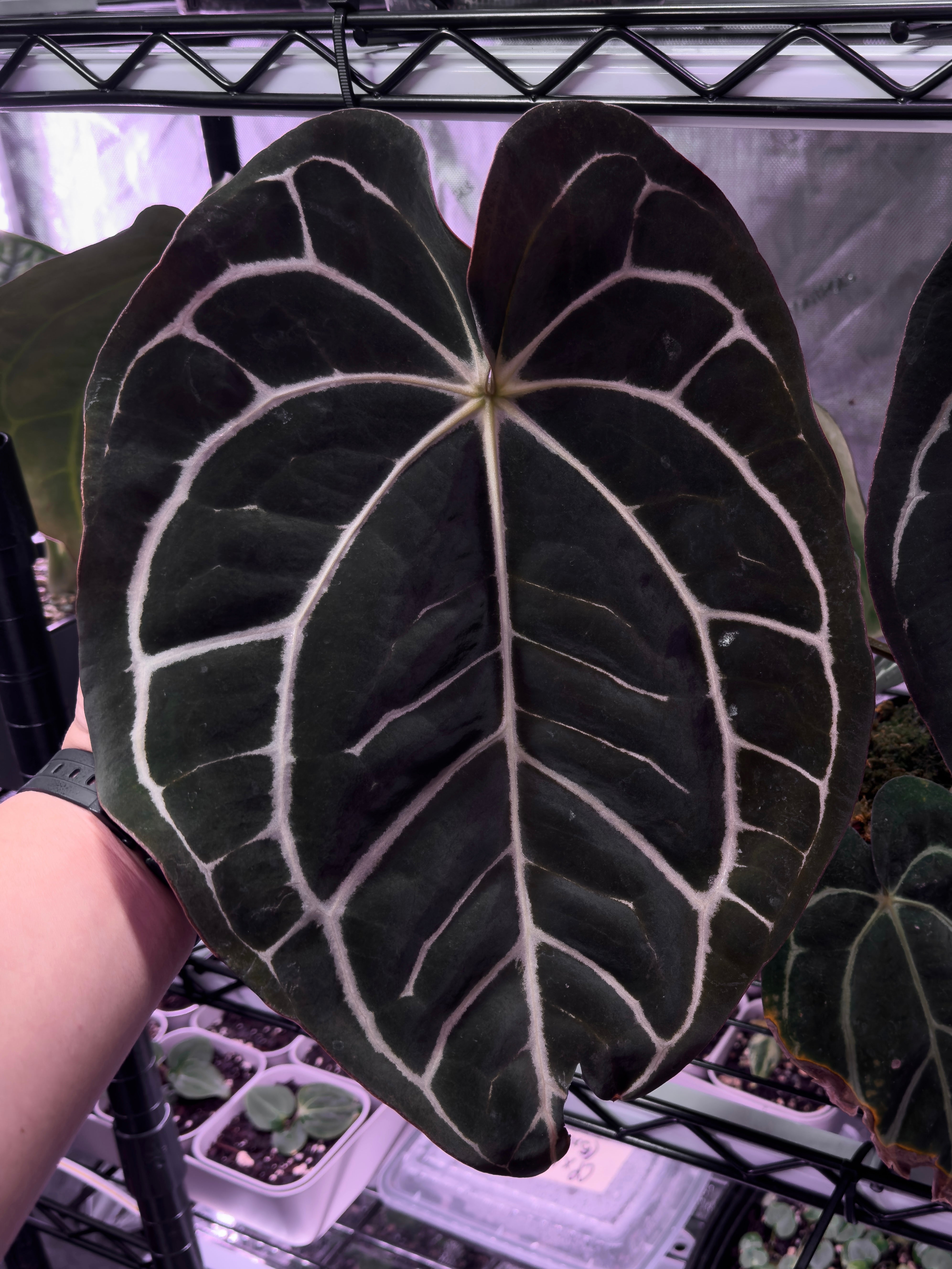 Anthurium carlablackiae – PhytoRot Plant Company