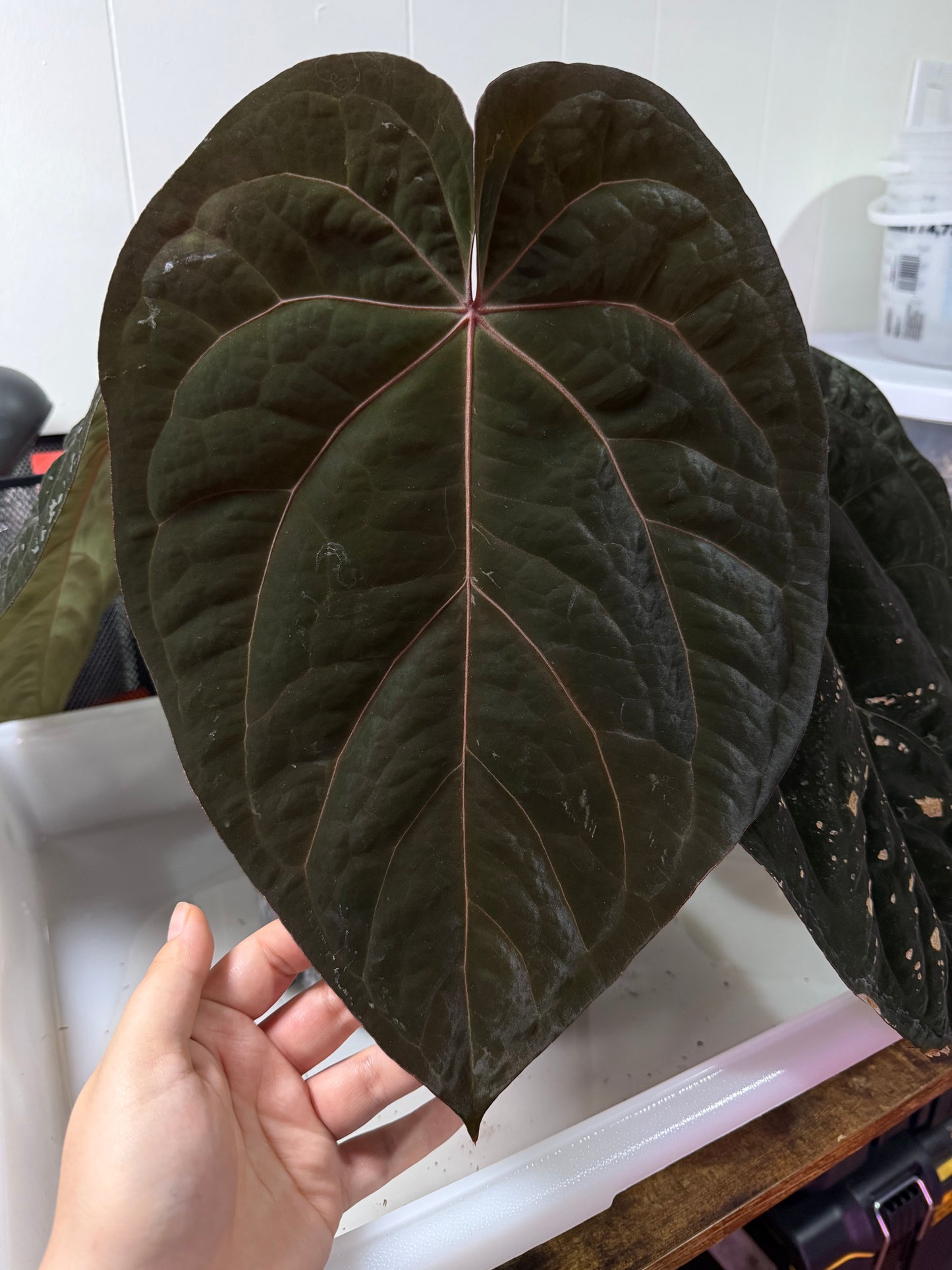 (#1460) ✨NEW✨Anthurium (RC x BVEP) x antolakii (BVEP) RA5