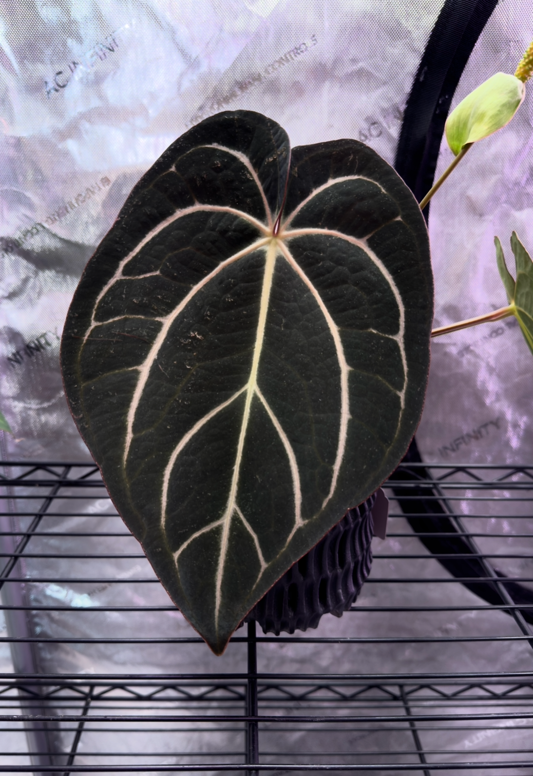 Anthurium carlablackiae – PhytoRot Plant Company