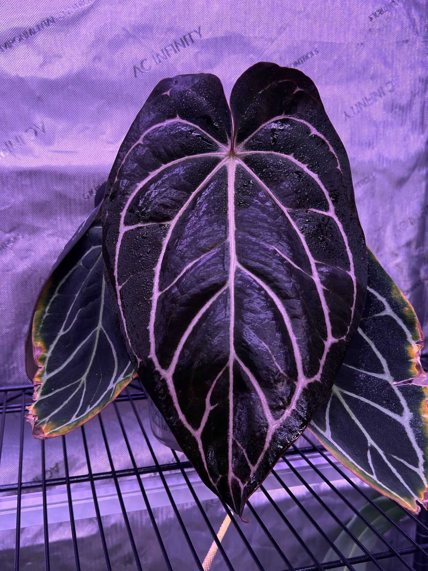 ✨NEW✨ Anthurium carlablackiae “T3” x (AOS x sp. nov. dressleri “Azul”)
