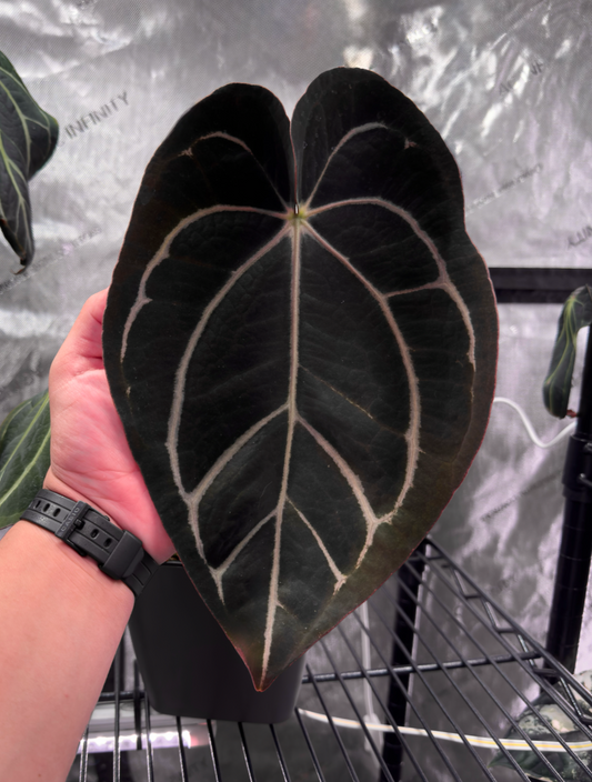(#840) Anthurium carlablackiae “SKG” x carlablackiae (5x10)
