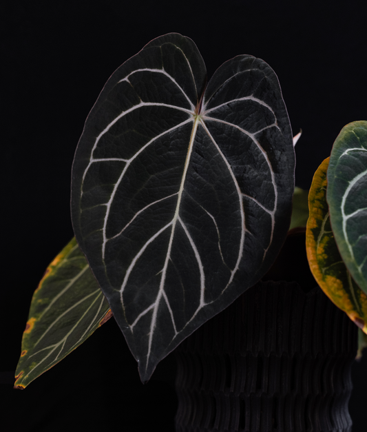 Growers choice: Anthurium carlablackiae (5x10) x carlablackiae “Sandía” seedling