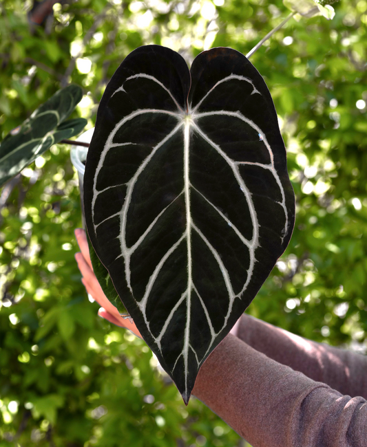 Growers choice: Anthurium carlablackiae (OG5 x RA4) x “T1” seedling