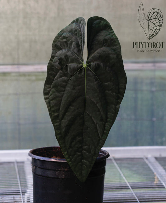 Growers choice: Anthurium papillilaminum "Voldemort" x self