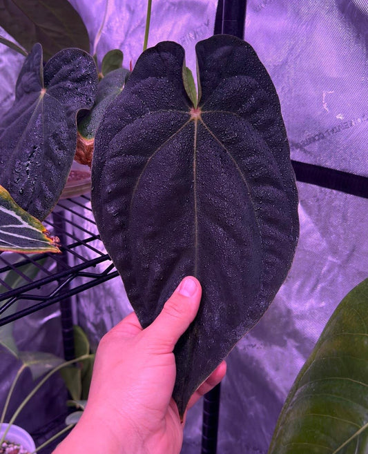 Growers Choice: Anthurium antolakii “T1” x antolakii “Tezula f4” seedling