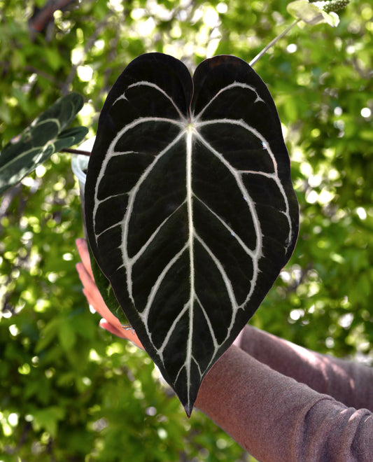 (#826) Anthurium carlablackiae (OG5 x RA4) x carlablackiae “T1” seedling