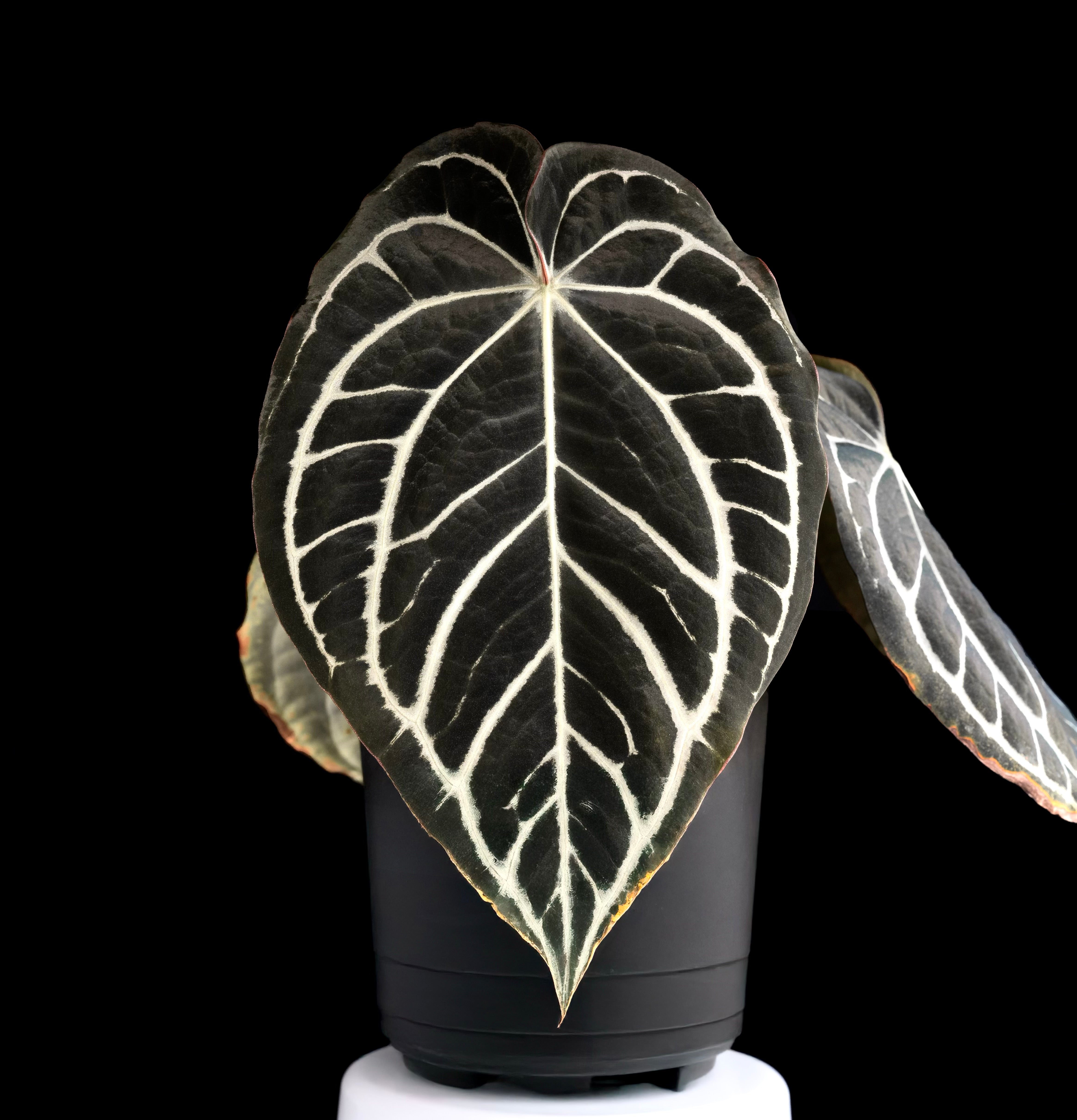 Anthurium carlablackiae – PhytoRot Plant Company