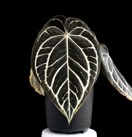 (#841) NEW Anthurium carlablackiae “T5” x carlablackiae "T2"