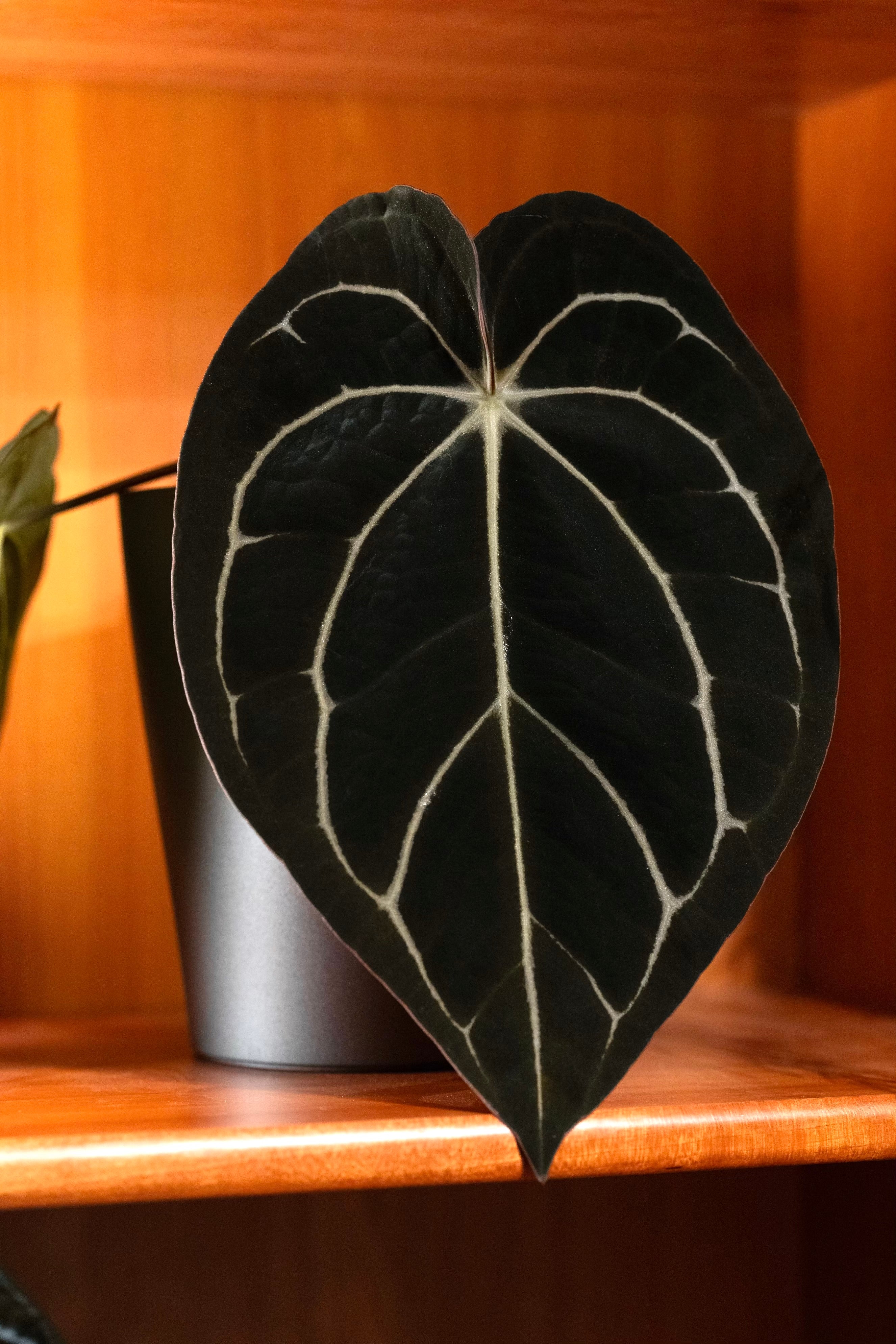 Anthurium carlablackiae – PhytoRot Plant Company