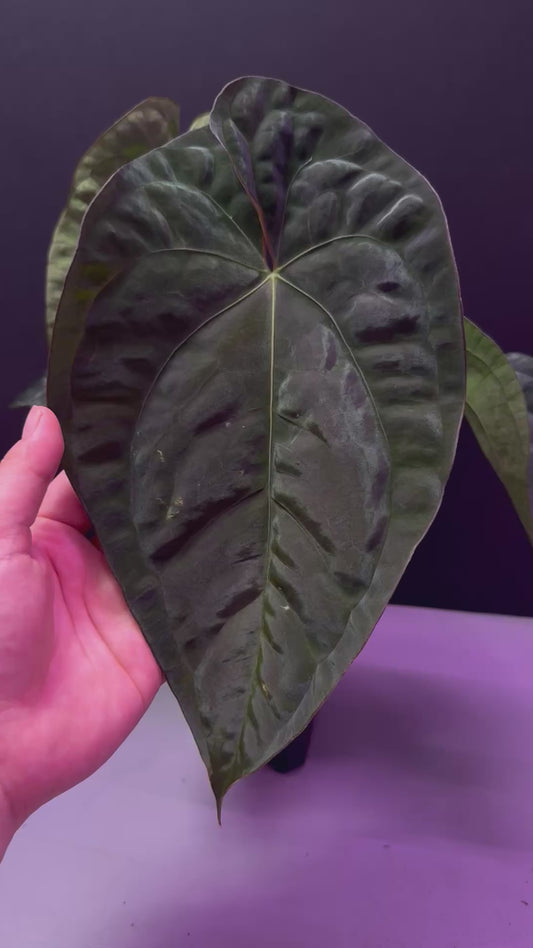 (#836) A. (AOS x BVEP) x pap “Voldemort” in cataphyll