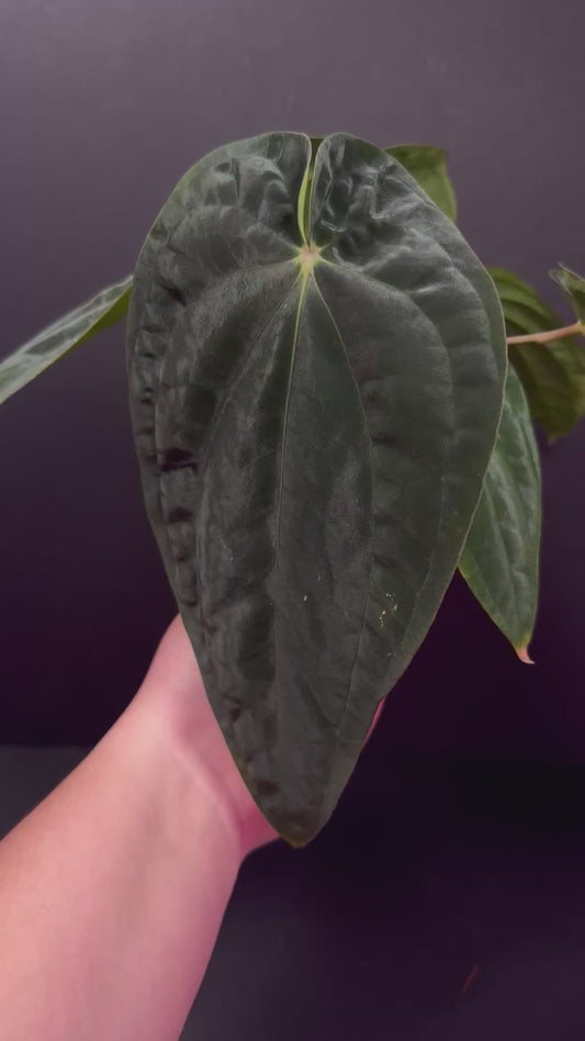 (#318) A. antolakii (BVEP) “T1” x “Tezula F4” in cataphyll