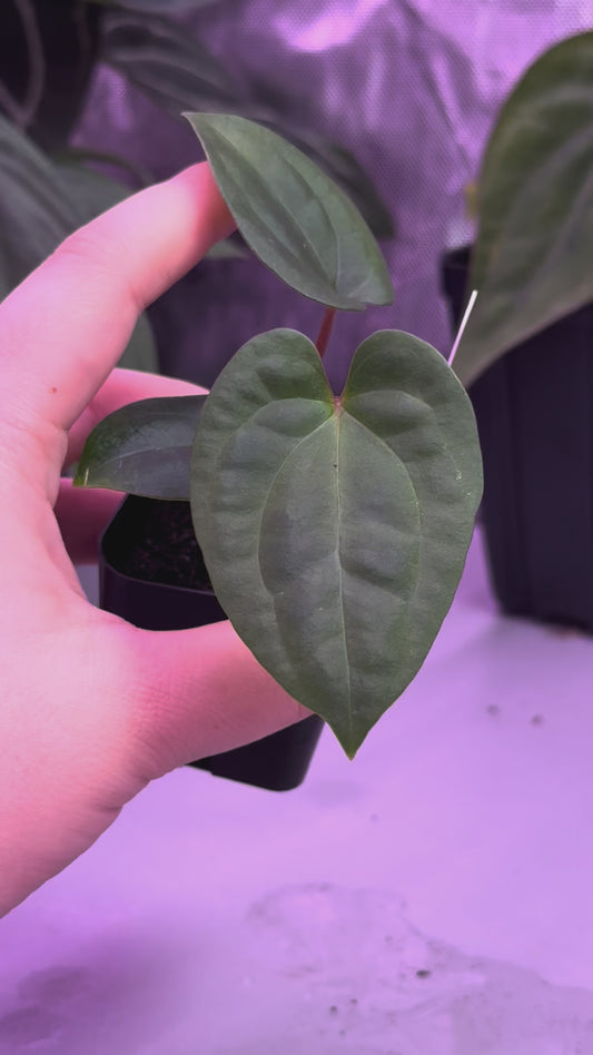 (#408) Anthurium (Red Crystallinum x debilis) x besseae aff