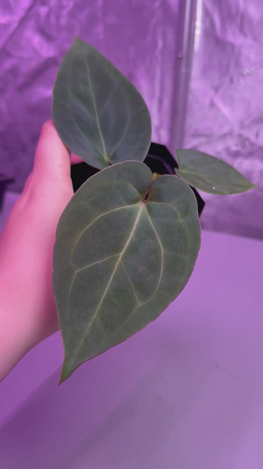 (#1458) Anthurium King of Spades x (Dorayaki x RLFS) by AllieB