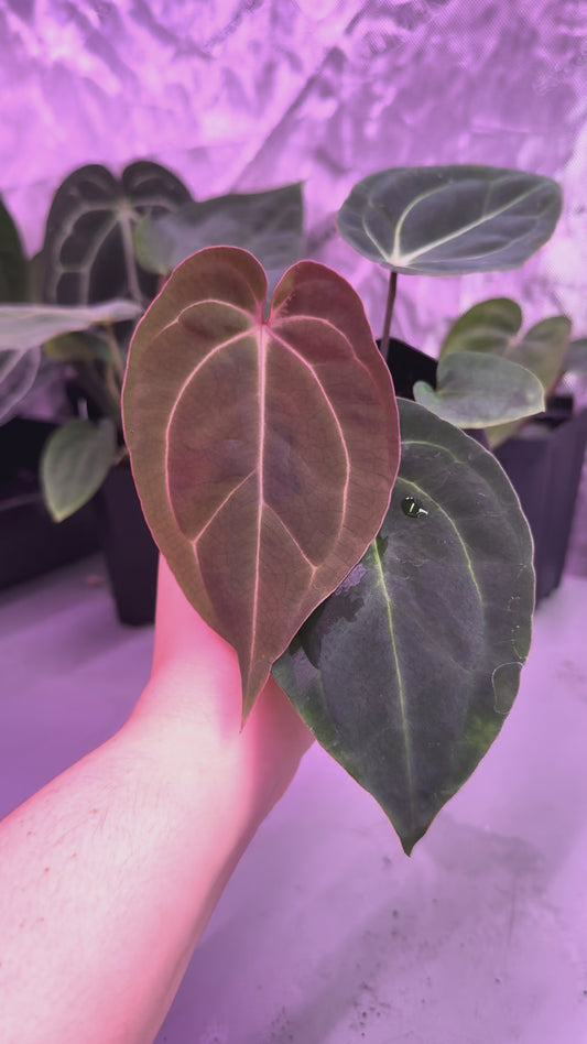 (#1549) Anthurium (carla x BVEP) x besseae aff