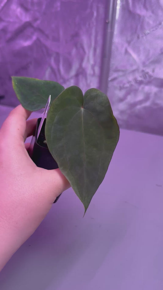 (#193) Anthurium (AOS x BVEP) x dressleri RG