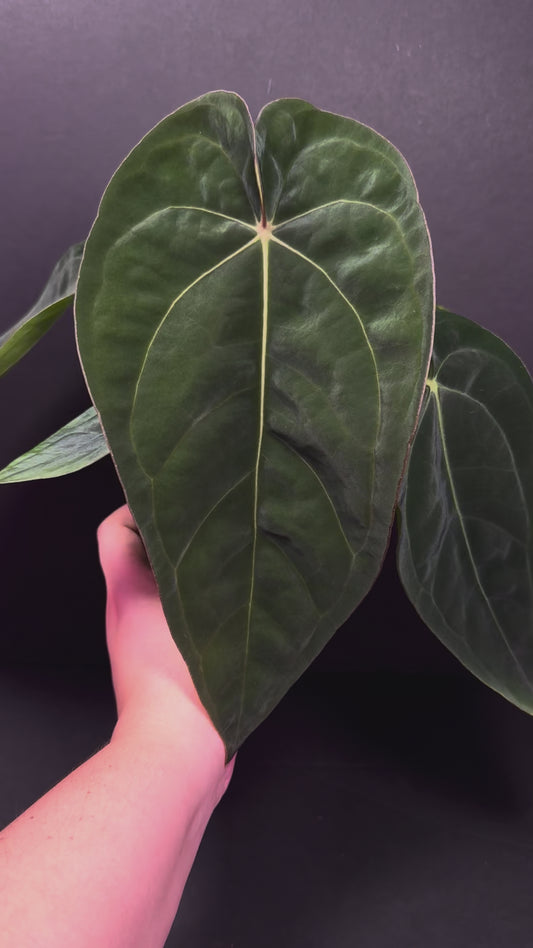 (#856) Anthurium carlablackiae “T3” x dressleri “Narrow” in cataphyll