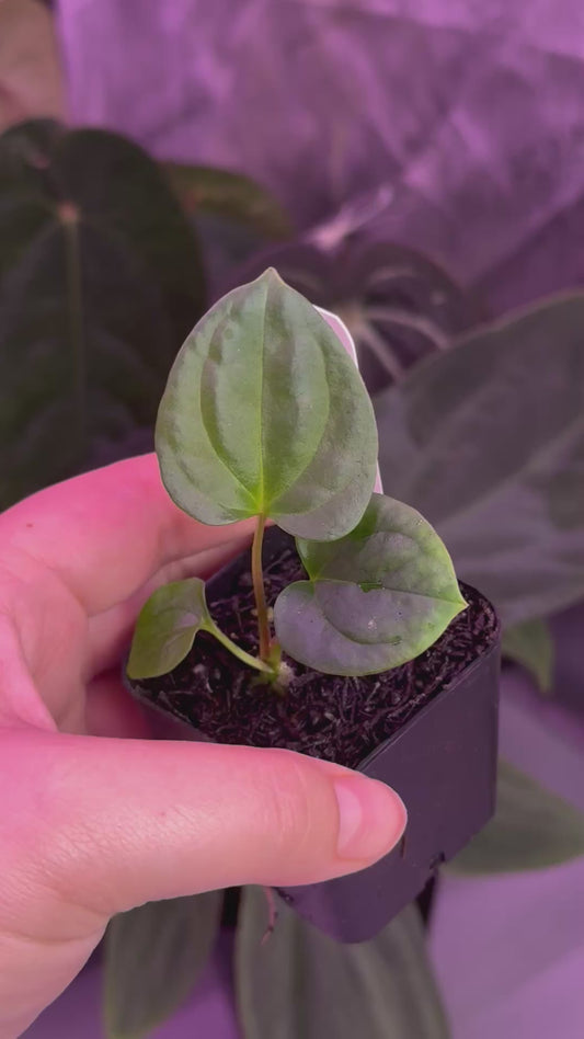 (#1550) Anthurium BVEP “T1” x NOID “Not Napo”
